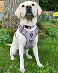 Control Dog Harness - Purple Herringbone