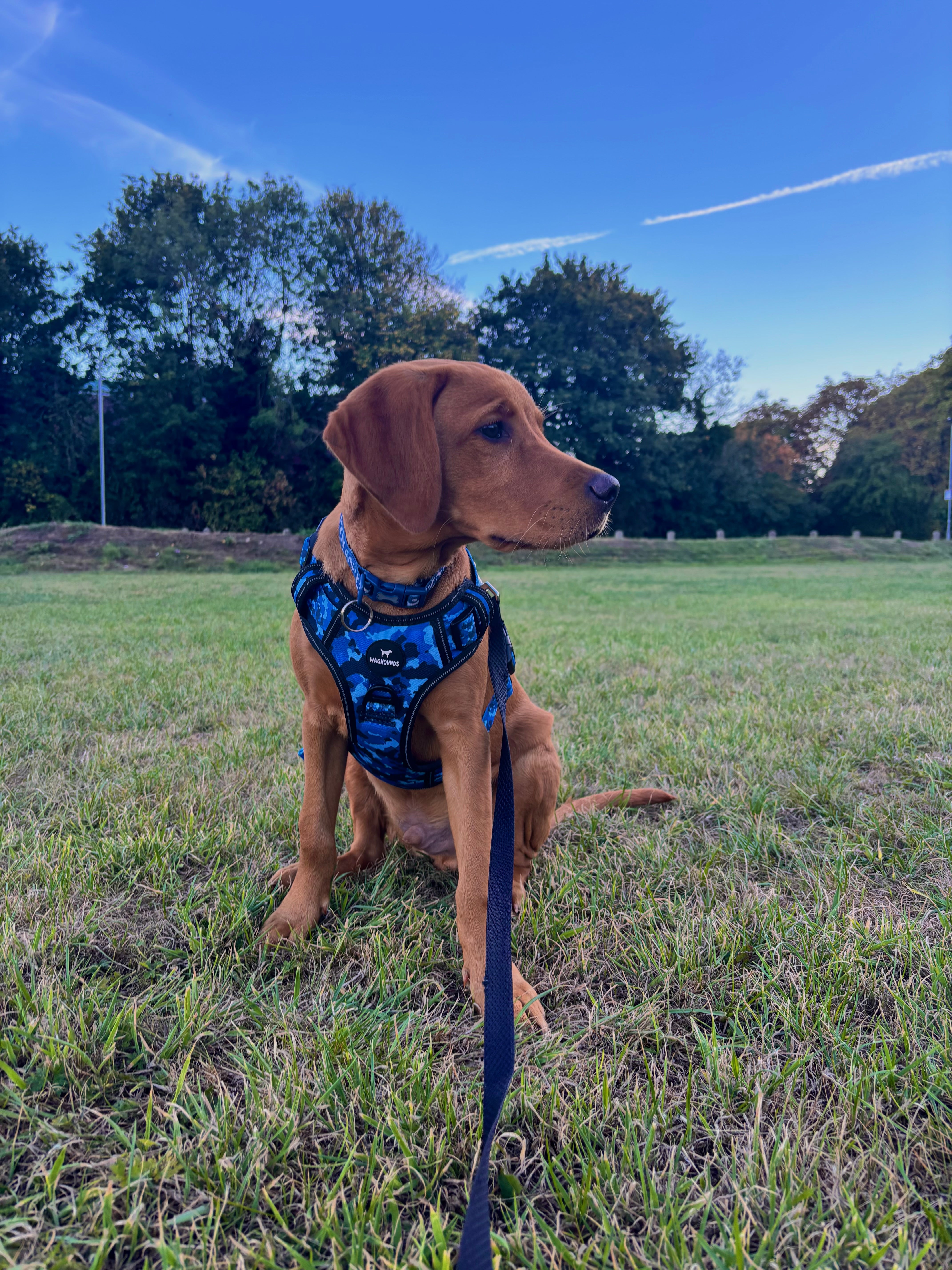 Control Dog Harness - Blue Camo *NEW CHEST SIZING*