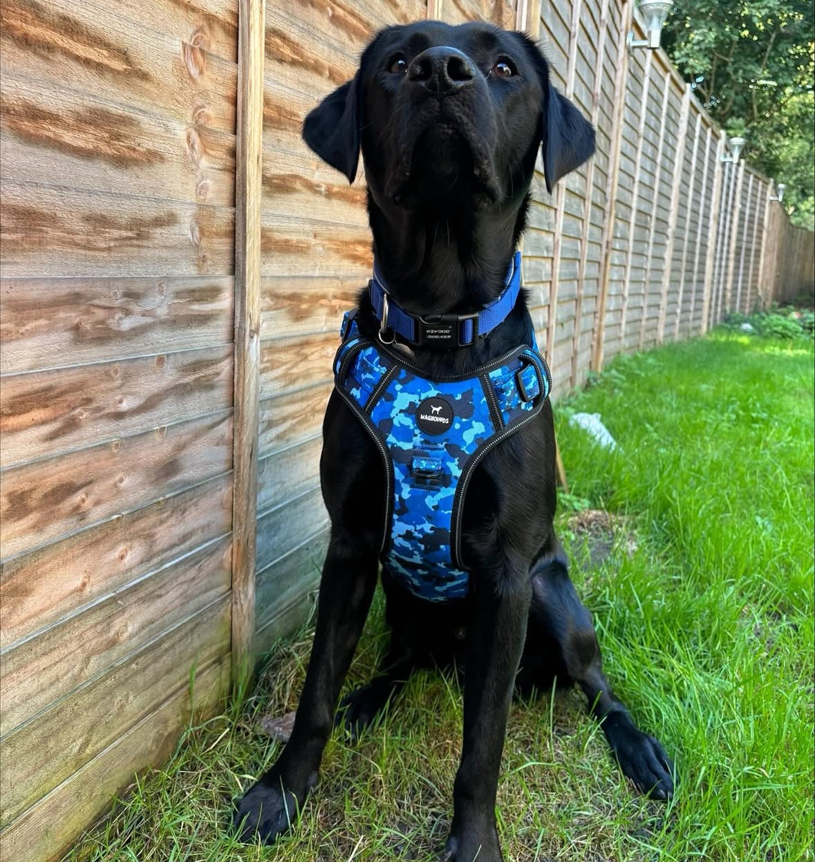 Control Dog Harness - Blue Camo *NEW CHEST SIZING*