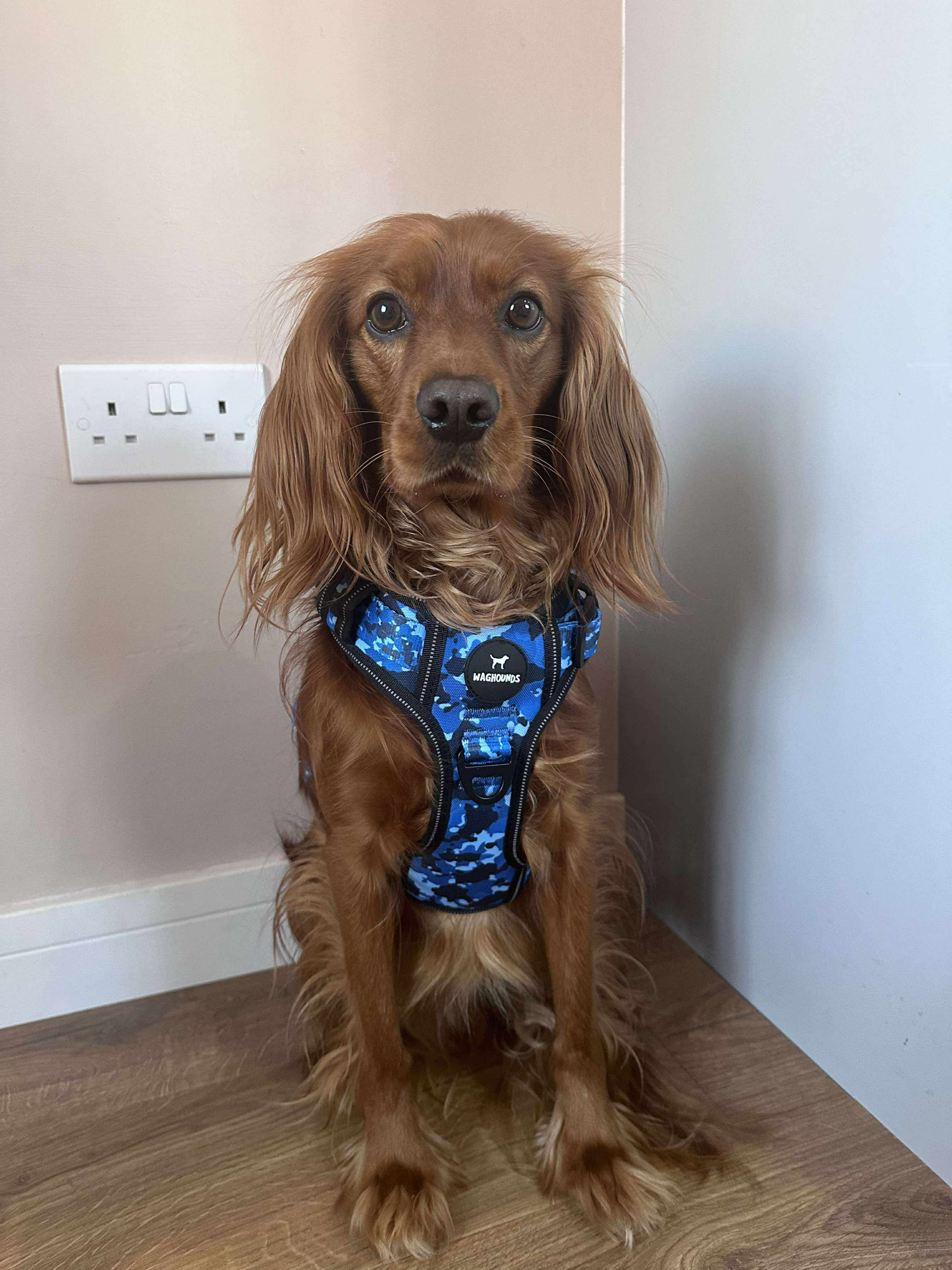 Control Dog Harness - Blue Camo *NEW CHEST SIZING*