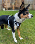 Control Dog Harness - Dotty
