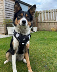 Control Dog Harness - Dotty