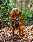 Control Dog Harness - Dotty