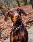 Adjustable Dog Collar - Purple Herringbone