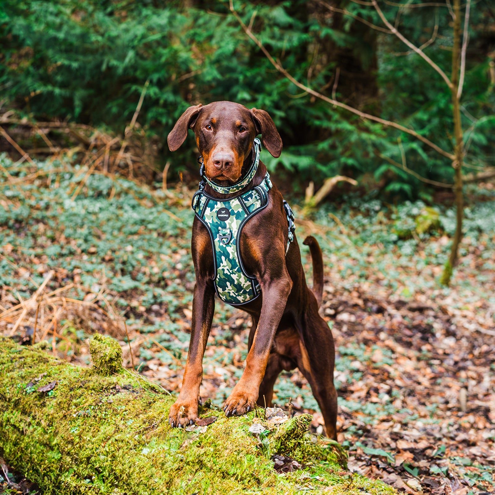 Control Dog Harness - Green Camo