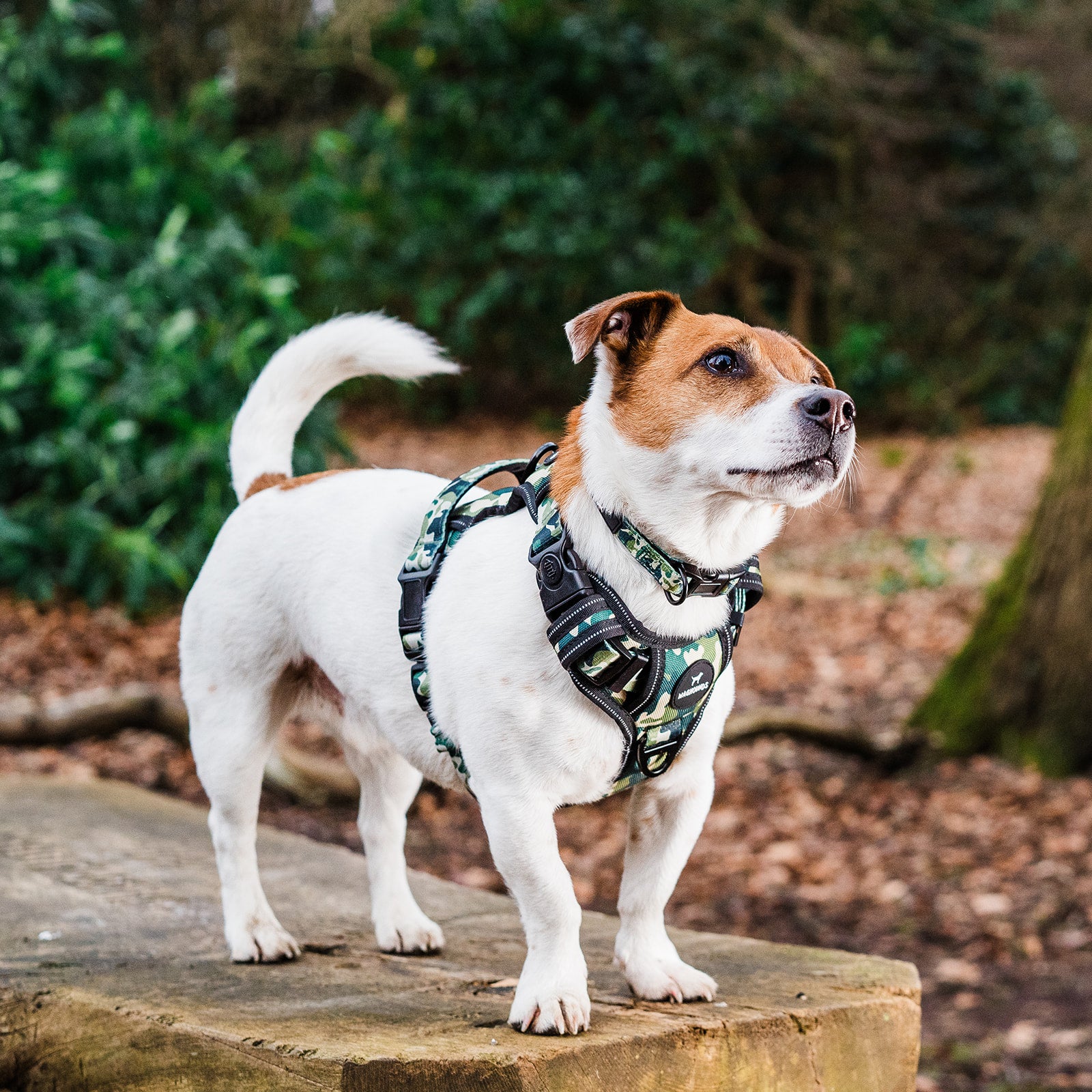 Control dog harness shop