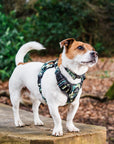 Control Dog Harness - Green Camo