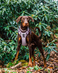 Control Dog Harness - Purple Herringbone