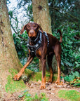 Control Dog Harness - Dotty