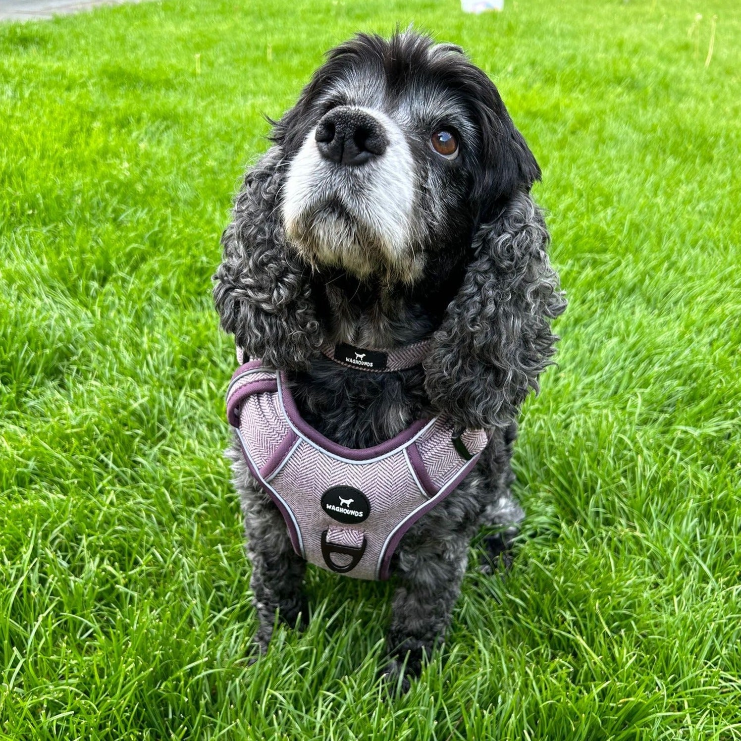 Shop HERRINGBONE CONTROL HARNESS For Dogs Buy Now Online Waghounds