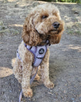 Control Dog Harness - Purple Herringbone