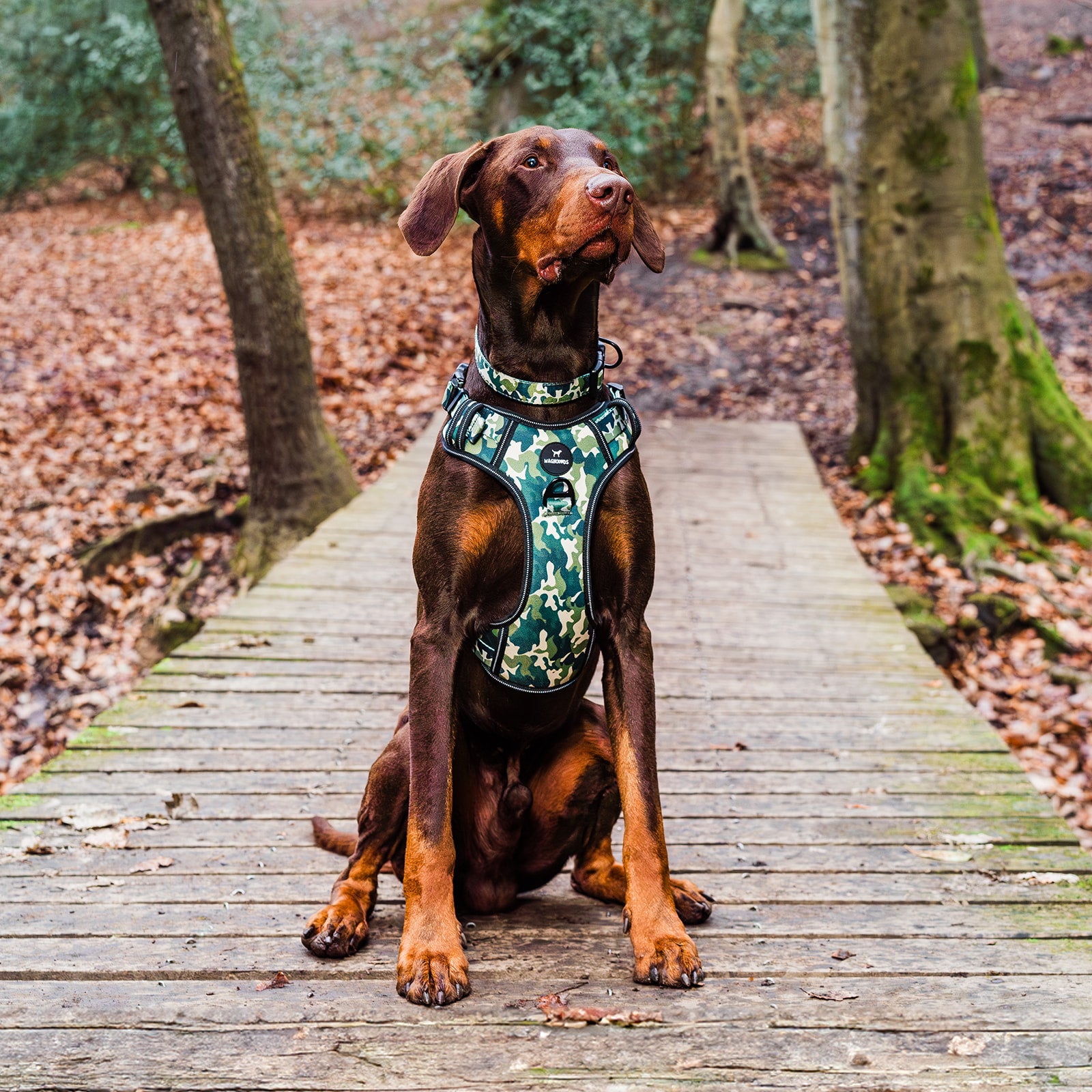 Control Dog Harness - Green Camo