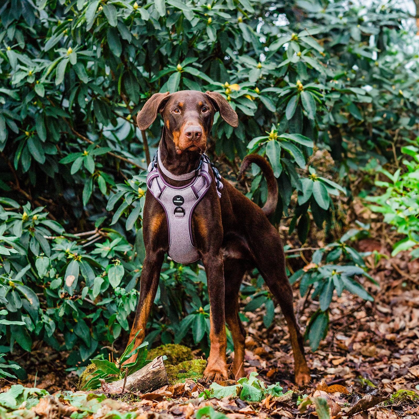 Control Dog Harness - Purple Herringbone