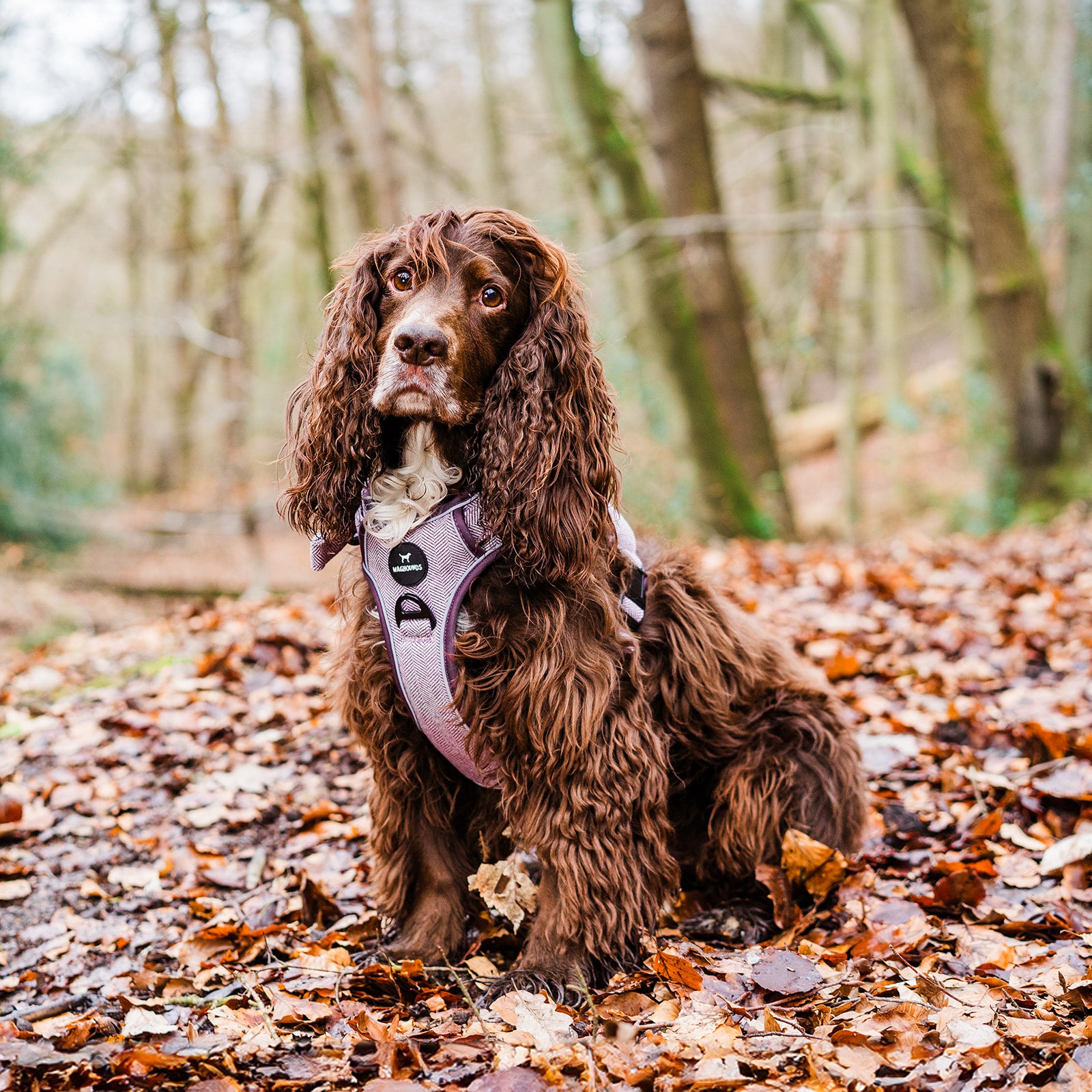 Control Dog Harness - Purple Herringbone